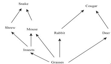 Terrestrial Ecosystem Diagram