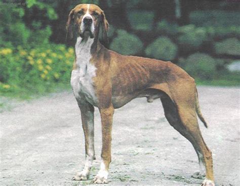 15 Extinct Dog Breeds - HubPages