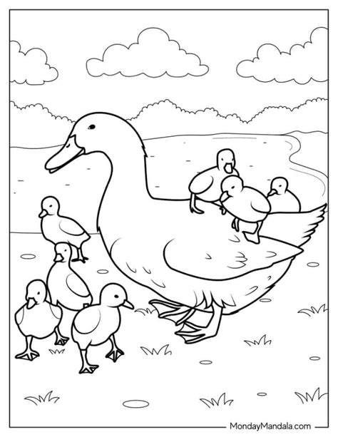 Baby Chicks Ducks Coloring Pages