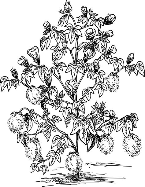 Public Domain Clip Art Image | Cotton plant | ID: 13938506412347 | PublicDomainFiles.com