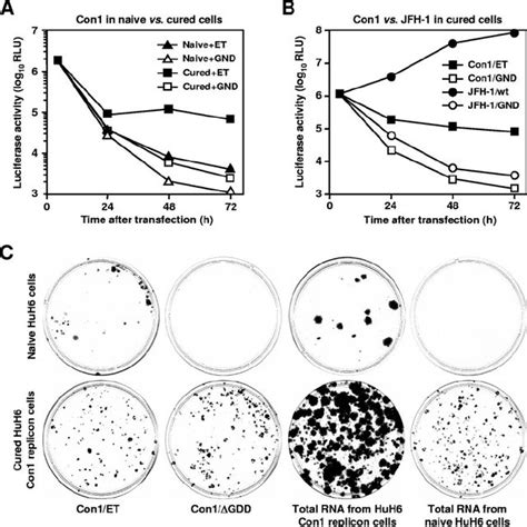 Activities of HCV-796 on HCV NS5B enzyme variants | Download High-Quality Scientific Diagram