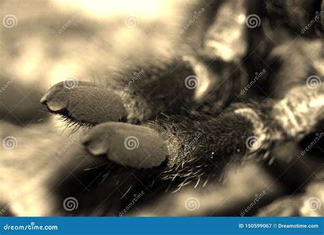 Tarantula Brachypelma Smithi Stock Image - Image of home, tarantula: 150599067