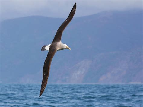 How Big Are Albatrosses? (Wingspan + Size) | Birdfact