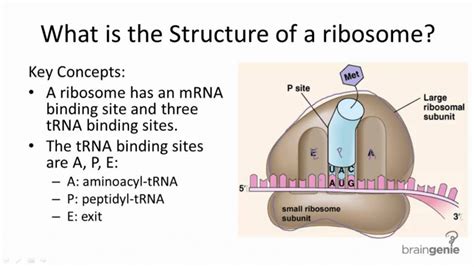 Understanding the Relationship Between Ribosome Structure and Function ...