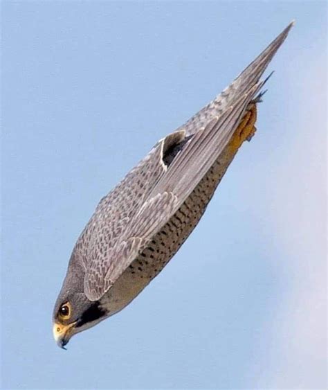 Aerodinámica perfecta de un halcón peregrino en picada. | Yırtıcı ...