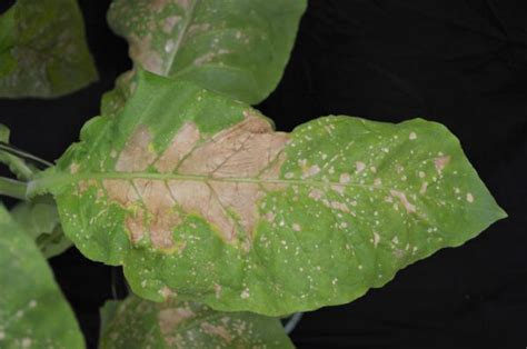 Tobacco - Manganese (Mn) Deficiency | NC State Extension Publications