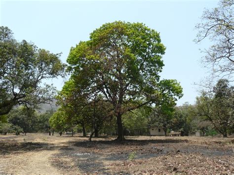 Heaven is where there are Mahua trees – and their bat friends