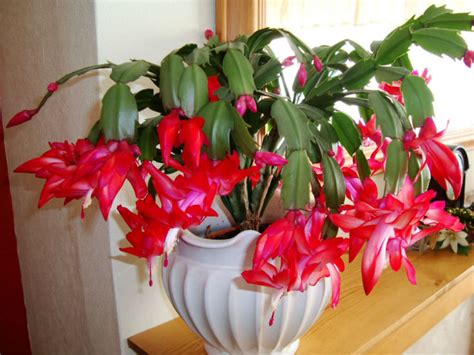 10 Facts About Christmas Cacti | World of Succulents