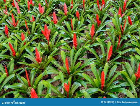 Garden of bromeliads stock photo. Image of flower, nature - 36949306