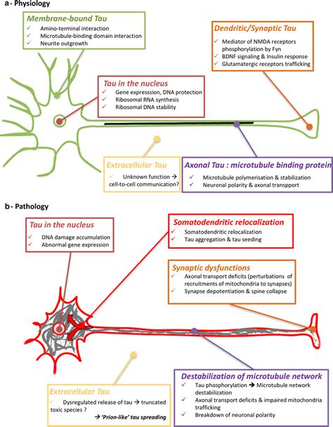 Functions and dysfunctions of tau proteins a Physiologically, tau... | Download Scientific Diagram