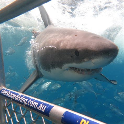 Shark Cage Diving @ Port Lincoln - Sebald.com