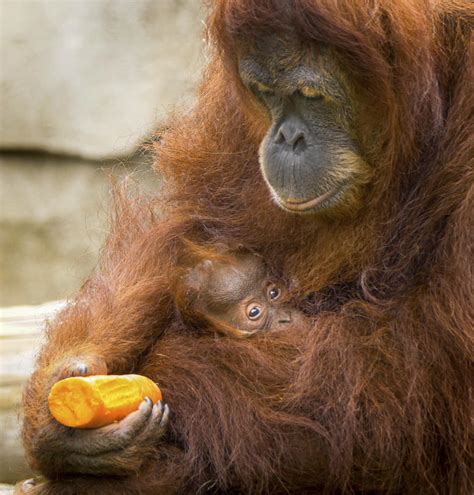 Children's hospital patients, staff name baby orangutan