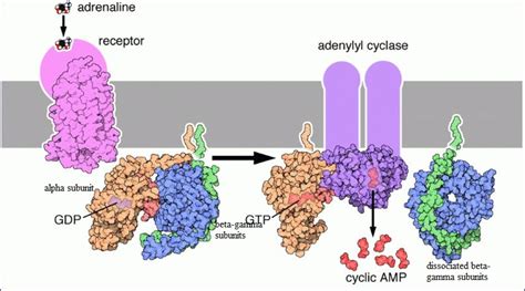 In the illustration above, the adrenergic receptor is drawn in pink.