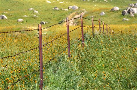 Wire Fence In Fields Of Flowers Free Stock Photo - Public Domain Pictures