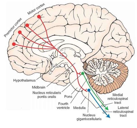 Brain anatomy, Brain anatomy and function, Medical anatomy