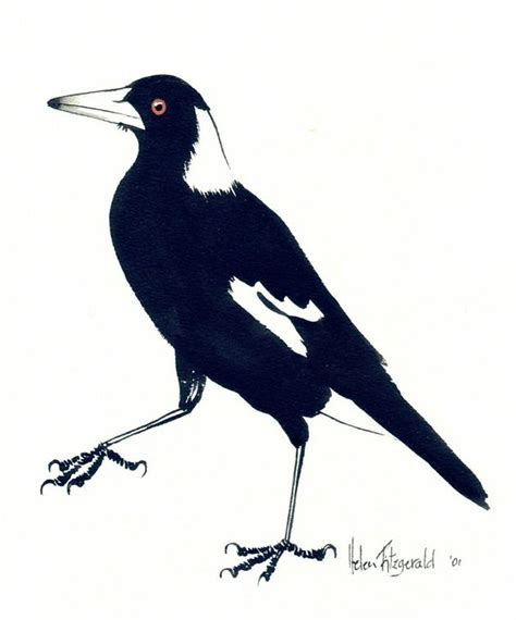 Magpie art, Bird drawings, Magpie tattoo