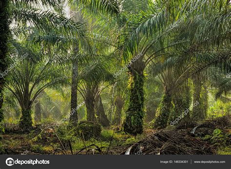 Oil Palm Plantation Stock Photo by ©tristantan71 146334301