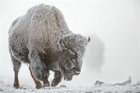 🔥 [40+] Winter in Yellowstone Wallpapers | WallpaperSafari