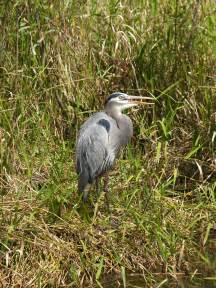 Free Images : nature, grass, marsh, swamp, bird, wildlife, beak, fishing, fauna, stork, wetland ...