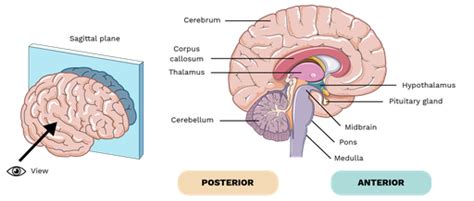 Human Brain - Labster