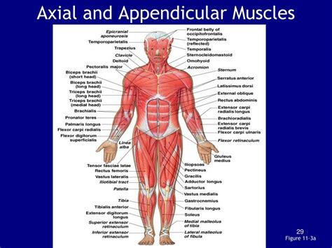 PPT - Chapter 11: The Muscular System PowerPoint Presentation, free ...