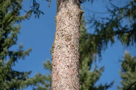 Tamarack Tree Identification