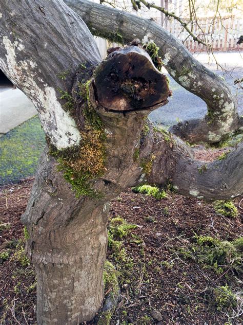 trees - Japanese Maple Care after years of neglect - Gardening ...