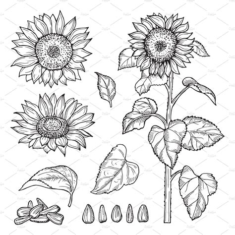 Line Art Sunflower Outline Drawing - Picture Drawing Sunflower Line Drawing ... | Sunflower ...