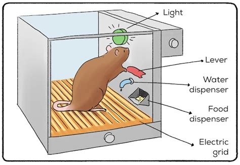 Skinner Box Diagram