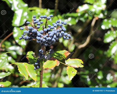 Oregon Grape Berries - Mahonia Aquifolium Stock Image - Image of green, oregon: 43001957