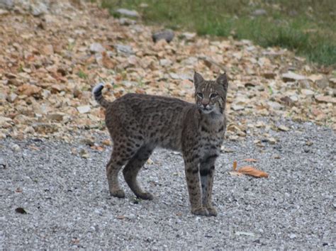 Bobcat: Illinois’ Native Cat | Clifftop