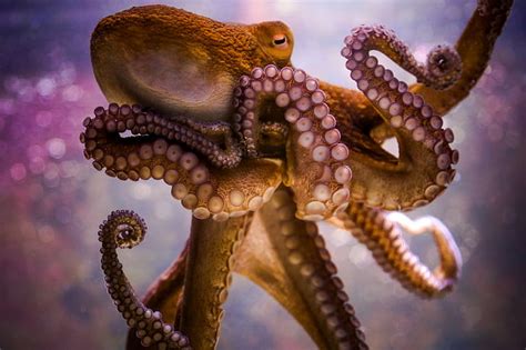 3840x2160px | free download | HD wallpaper: animals, octopus, bokeh ...