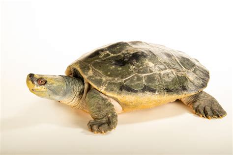 Burmese Roofed Turtle (Batagur trivittata) - Joel Sartore