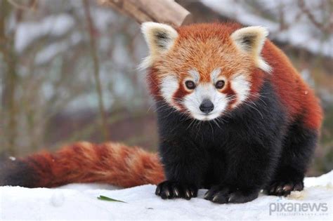 Red panda | Fotos de animales tiernos, Panda rojo, Animales bebé bonitos