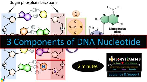 What is DNA structure? What are the 3 components of DNA nucleotide? - YouTube