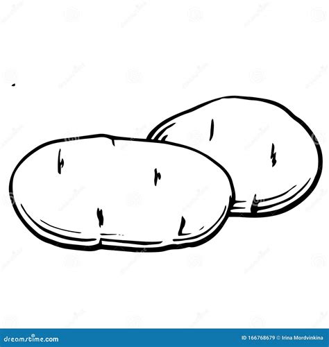 Potato Tuber. Vector. Outline Drawing of a Vegetable on a White ...