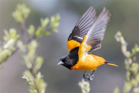 10 Fun Facts About the Baltimore Oriole | Audubon