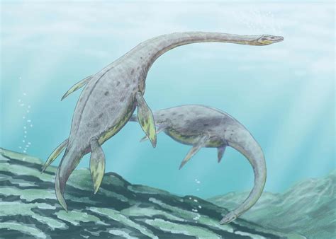 New study shows how long-necked plesiosaurs swam