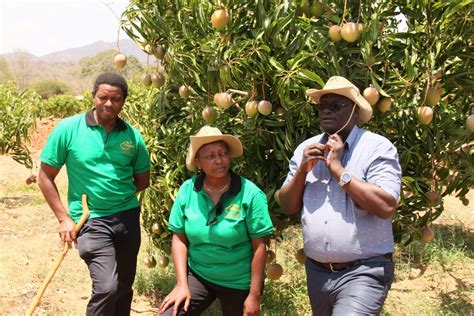 Couple closed tours and Travel Company to venture into mango farming ...