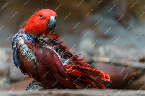 Premium Photo | Eclectus parrot