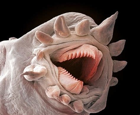 Creatures of the deep: terrifying macro pictures of polychaetes or bristle worms | Weird sea ...