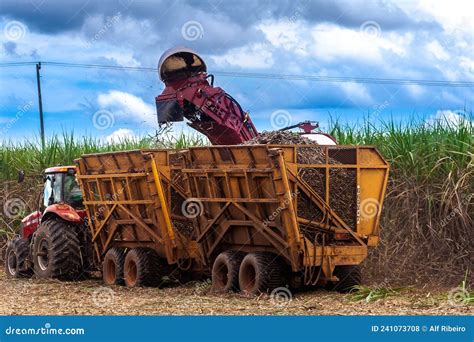 Sugar Cane Harvesting in Brazil Editorial Stock Photo - Image of ...