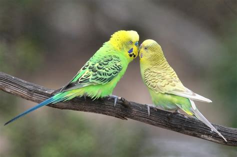 10 Best Parrot Pet Species | Pet Comments