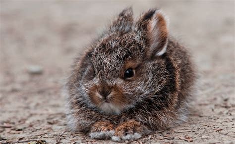 Snowshoe Hare: Agile Mammal with Seasonal Camouflage