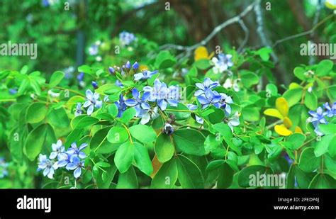 Lignum vitae Stock Videos & Footage - HD and 4K Video Clips - Alamy