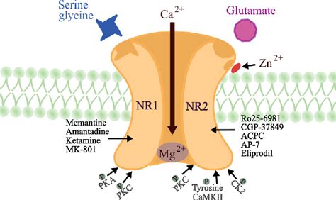 NMDA receptor as target for antidepressant: The complex NMDA receptor ...