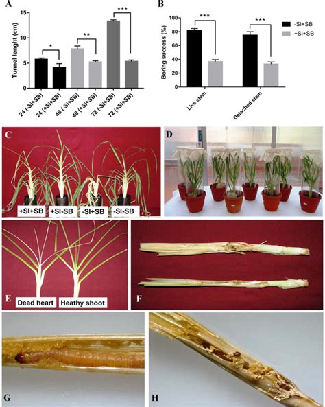 Silicon amendment induces synergistic plant defense mechanism against ...