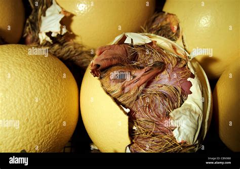 Ostrich chick hatching hi-res stock photography and images - Alamy