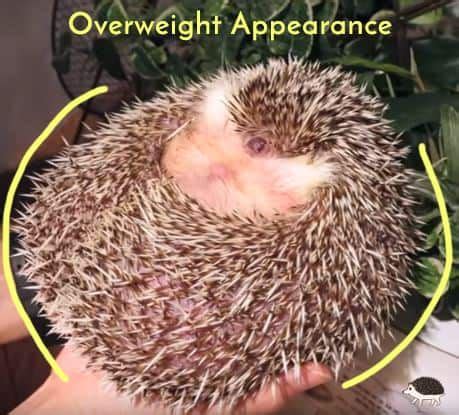 Healthy Hedgehog Weight | Hedgehog diet, Hedgehog care, Hedgehog