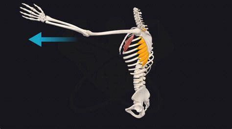 How To “Sculpt” Your Serratus Anterior (The Most Forgotten Core Muscle)